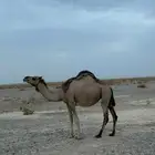 6 لقحات