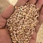بر نوع ميساني   ماربي