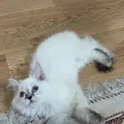 قطه هملايا