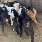 بيعت