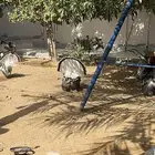 ديوك رومي