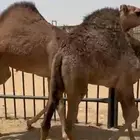 قعود وبكره للبيع كفو بلديه التواصل اتصال