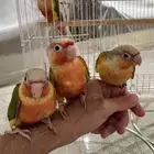 للبيع فروخ سينامون رد فاكتور