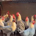 ديوك فيومي المنيوم