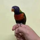 لوري ريمبوو