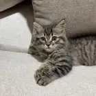 قطة