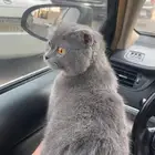 قطه سكواتش فلود