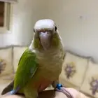 كنيور اناناس اليف