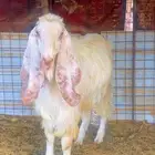 تيس فحل صنف