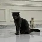 متوفر قطط سكوتش فولد للتبني البيع