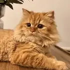 قطط