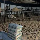 مضله آبل
