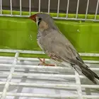 عصافير زيبرا