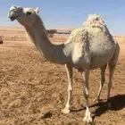 ناقه للبيع