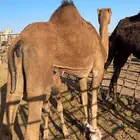 خلفه ساحليه كفو تحتها بكره
