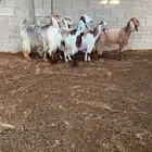 معزا عوارض صنف