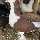 حمام شيرازي