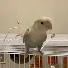 روز ذكر