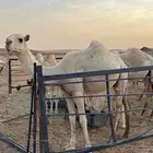 بكره