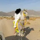 مواشي خيل