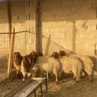 رخال نعيم