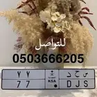 لوحة مميزة 77