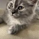 للبيع قط شيرازي هجين