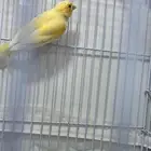 انثى كناري جاهزة