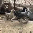 صوص براهما
