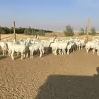 رخال حريات جذعات 75 راس