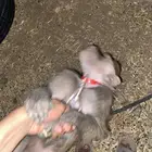 قرده