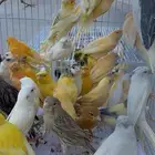 عرض ع الكناري مفرد وجمله