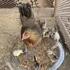 دجاجه عربيه مفرخه (فري)