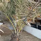 نخل