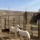 رخل وخروف حريات