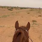 حصان عربي شعبي