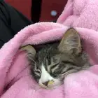 قطوه للبيع