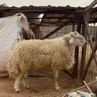 فحل مهجن مشروط