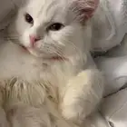 قطه