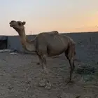 ناقه