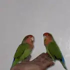 زوج بغبغاء روز للبيع