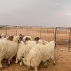 خرفان نعيم جبرة ( بريدة) العدد 24