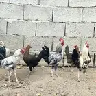 3 ديكة العمر 5شهور