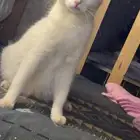 قطه انثى حامل تبني