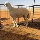 طليان فحول صنف نادر