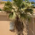 نخله امريكيه