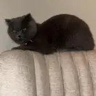 قطه سكوتش فولد للبيع