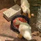للبيع بط صغار