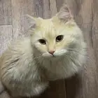 قطو شيرازي للتبني العمر 6 شهور تقريبا