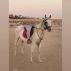 فرس شعبية لقاح ثقيل